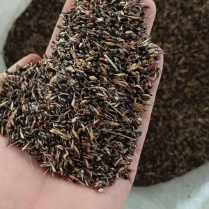 Venta de semilla sudan negro en el chaco