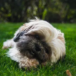 Spa y peluquería canina