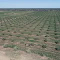 Imagen de Herencia Dátiles Medjool