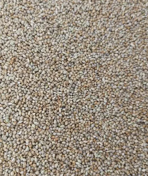 Venta de semilla milheto en el chaco