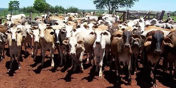 Intermediación de Ganado