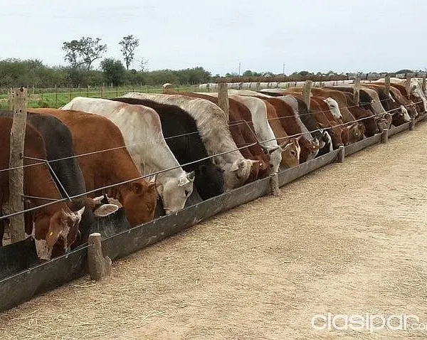 Geomembrana para comedero