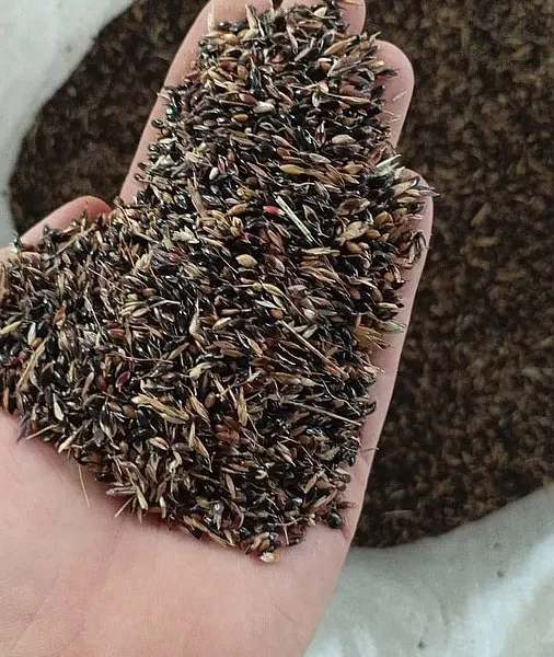 Venta de semilla sudan negro en el chaco