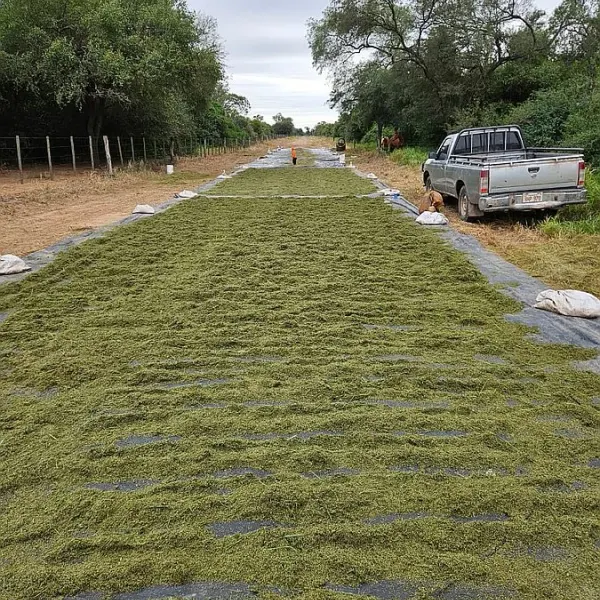 Venta de semilla gaton panic en el chaco