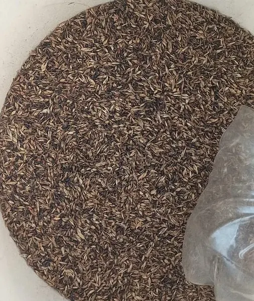 Venta de semilla sudan negro en el chaco