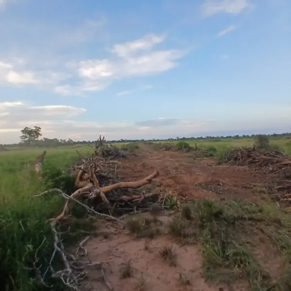 Limpieza de campo con motopala