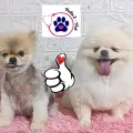 Imagen de Pelu2Vet
