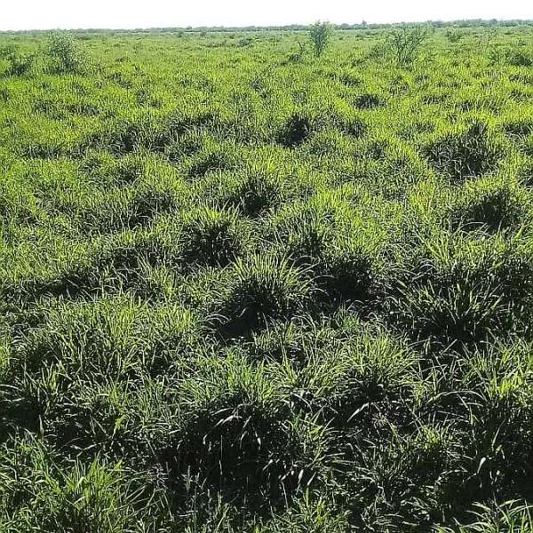 Campo 968 hectáreas