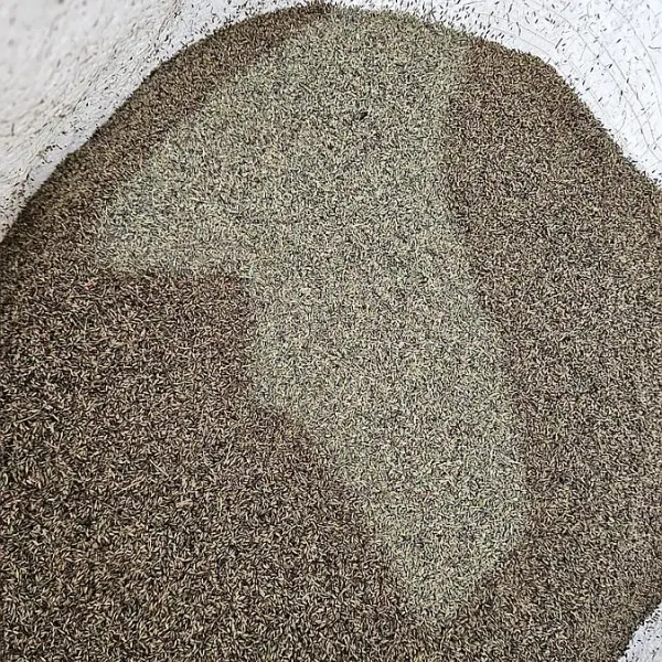 Venta de semilla gaton panic en el chaco